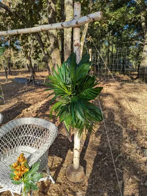 Arche de cérémonie rustique avec une composition dense de feuillage tropical vert luxuriant sur une structure en bois clair.